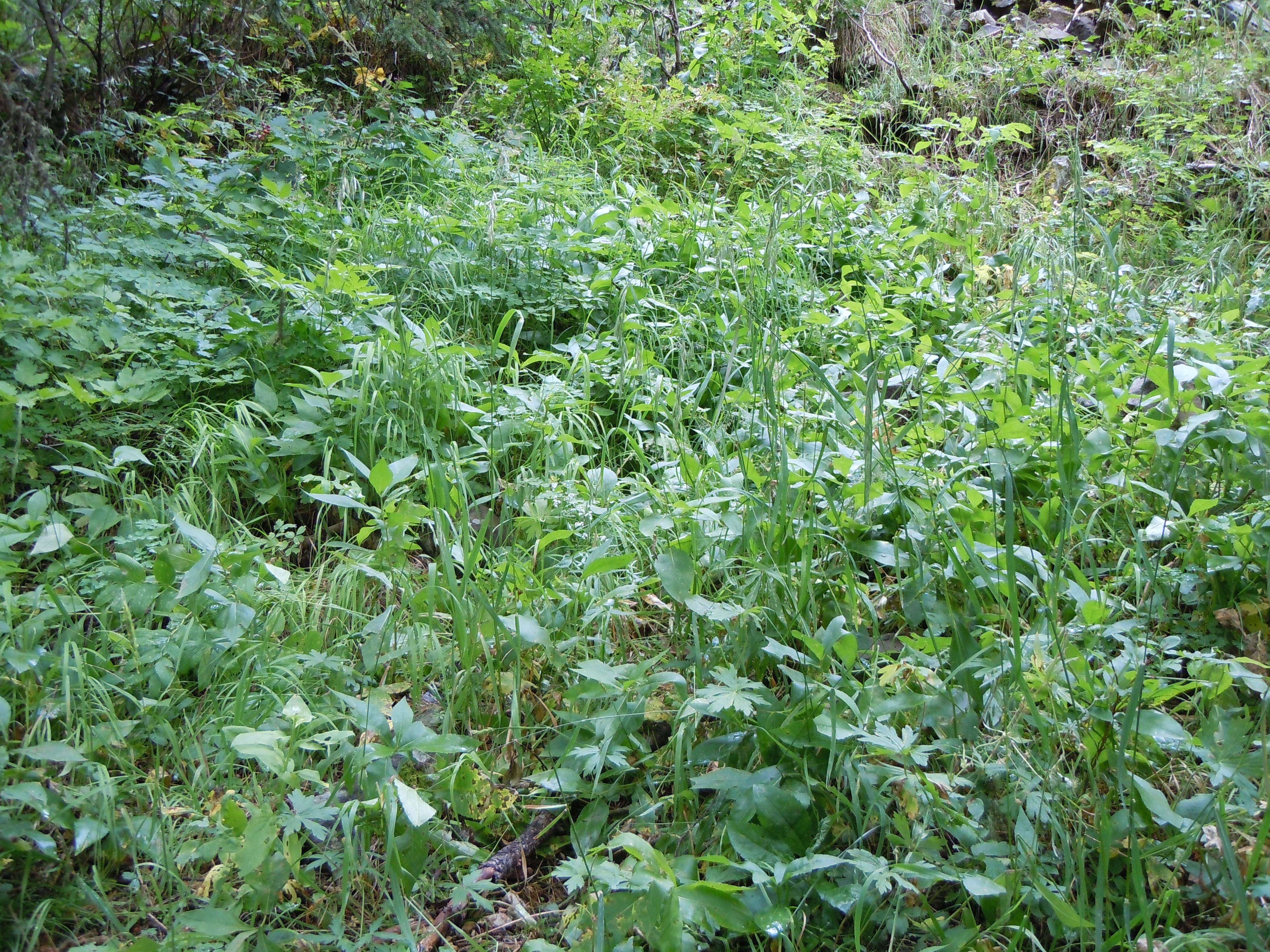 Imagem de Bromus ciliatus L.