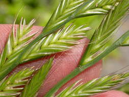 Image of Italian Rye Grass