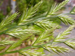 Image of Italian Rye Grass