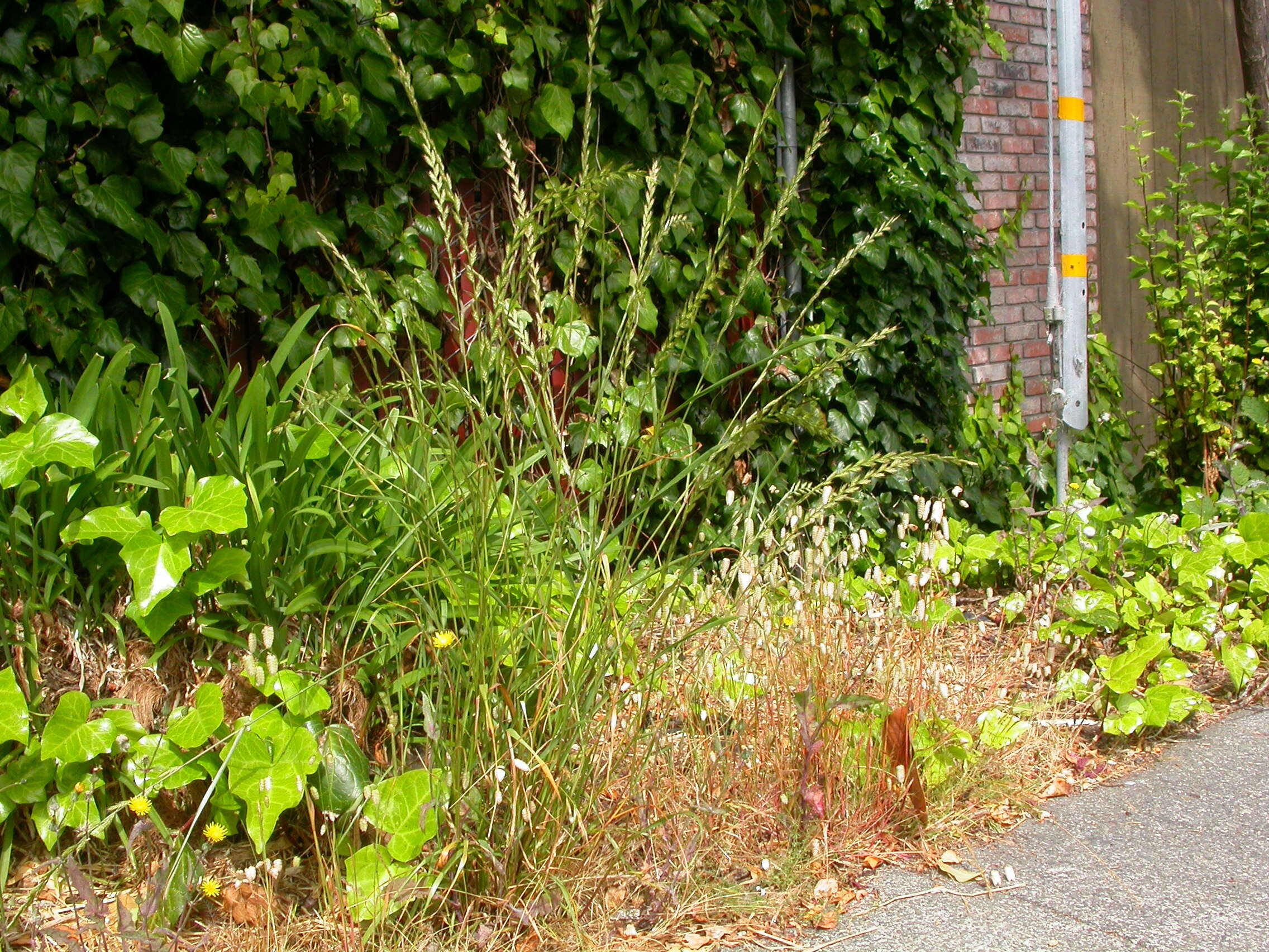 Image of Italian Rye Grass