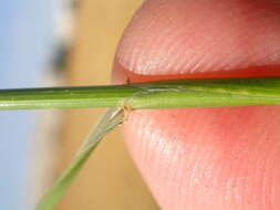 Image of perennial ryegrass