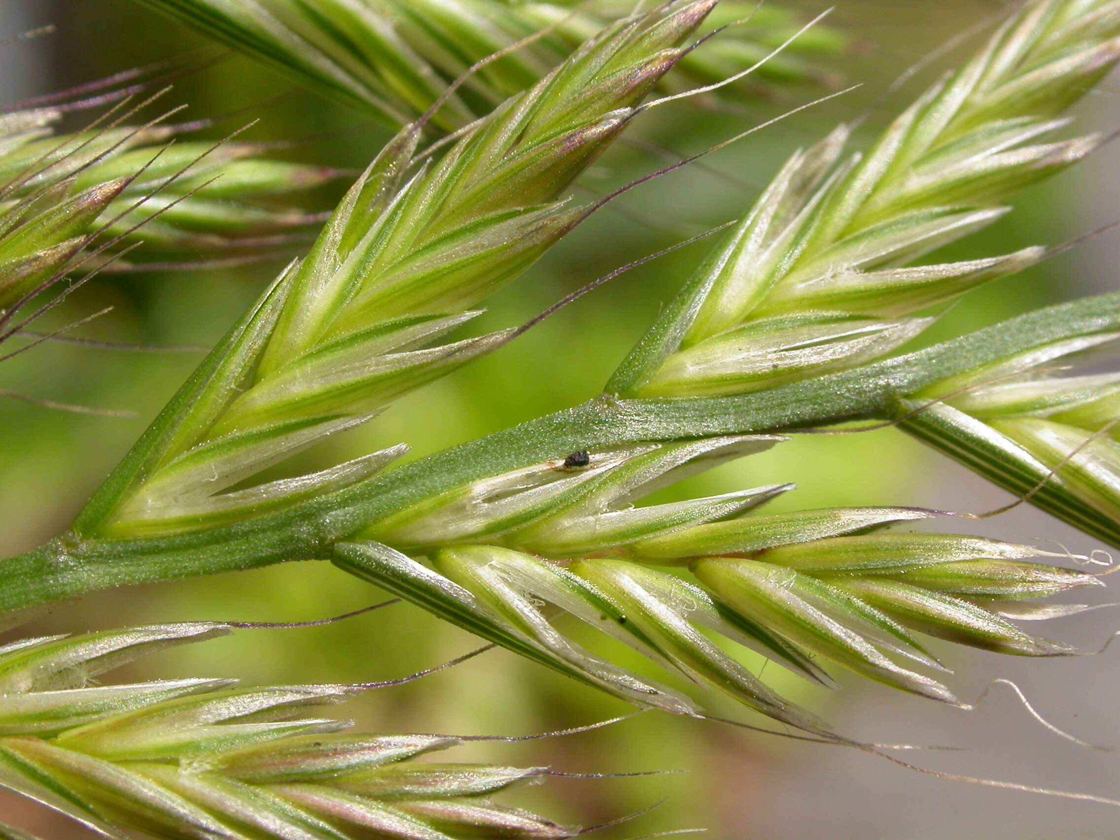 Image of Italian Rye Grass