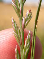 Image of perennial ryegrass