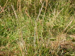 Image of perennial ryegrass