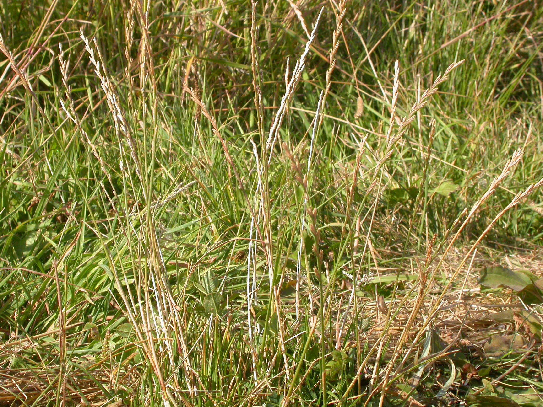 Image of perennial ryegrass