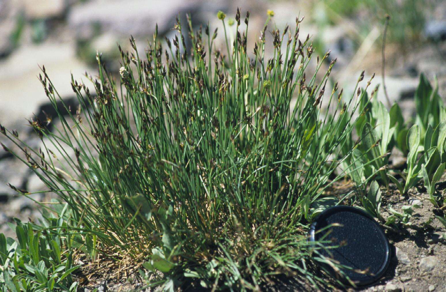 Слика од Juncus drummondii E. Mey.