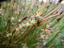 Слика од Juncus drummondii E. Mey.