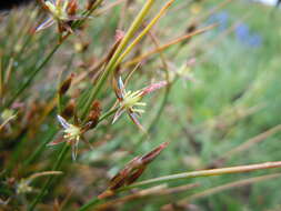 Слика од Juncus drummondii E. Mey.