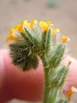 Image of Menzies' fiddleneck