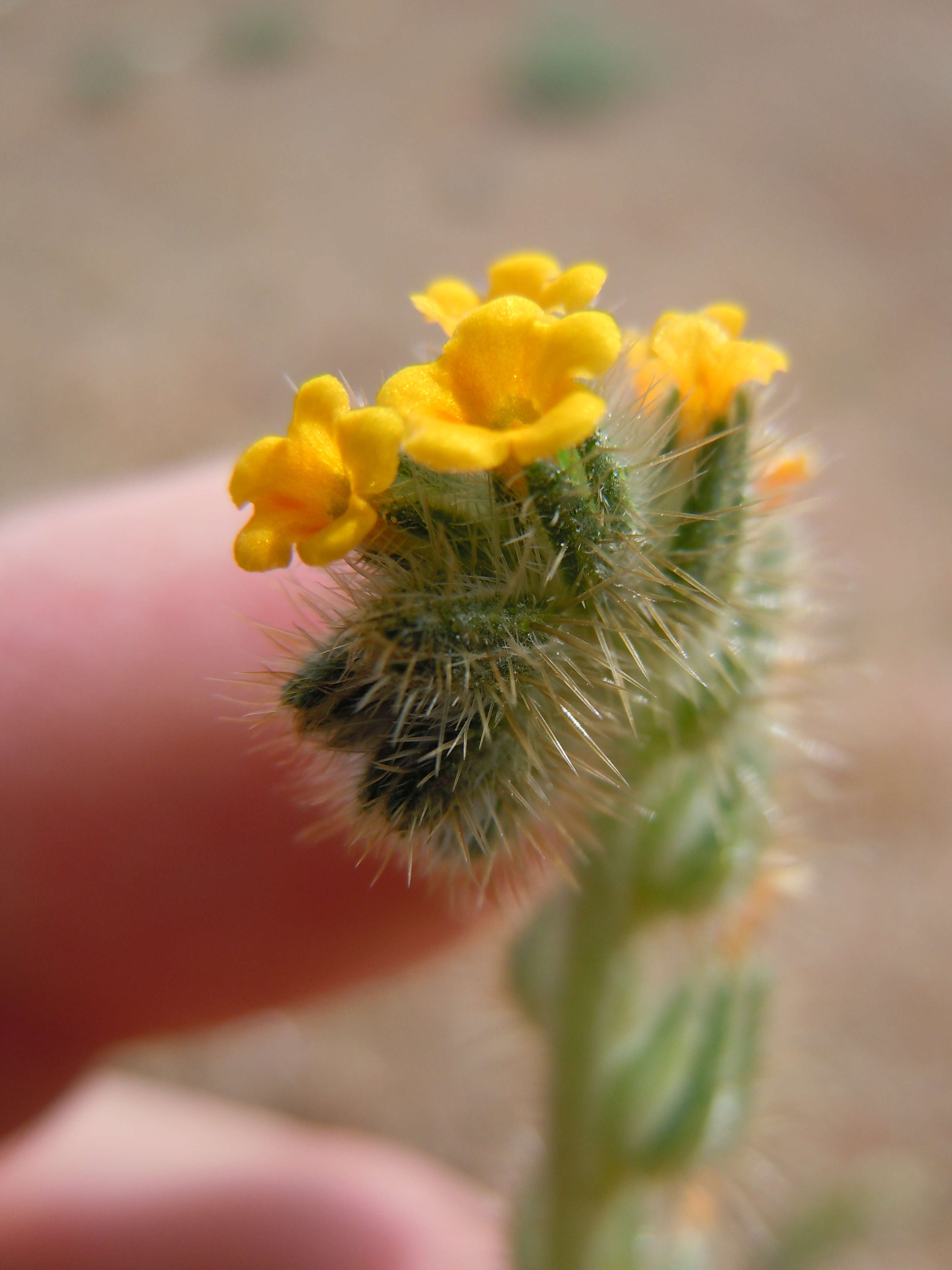 Image of Menzies' fiddleneck