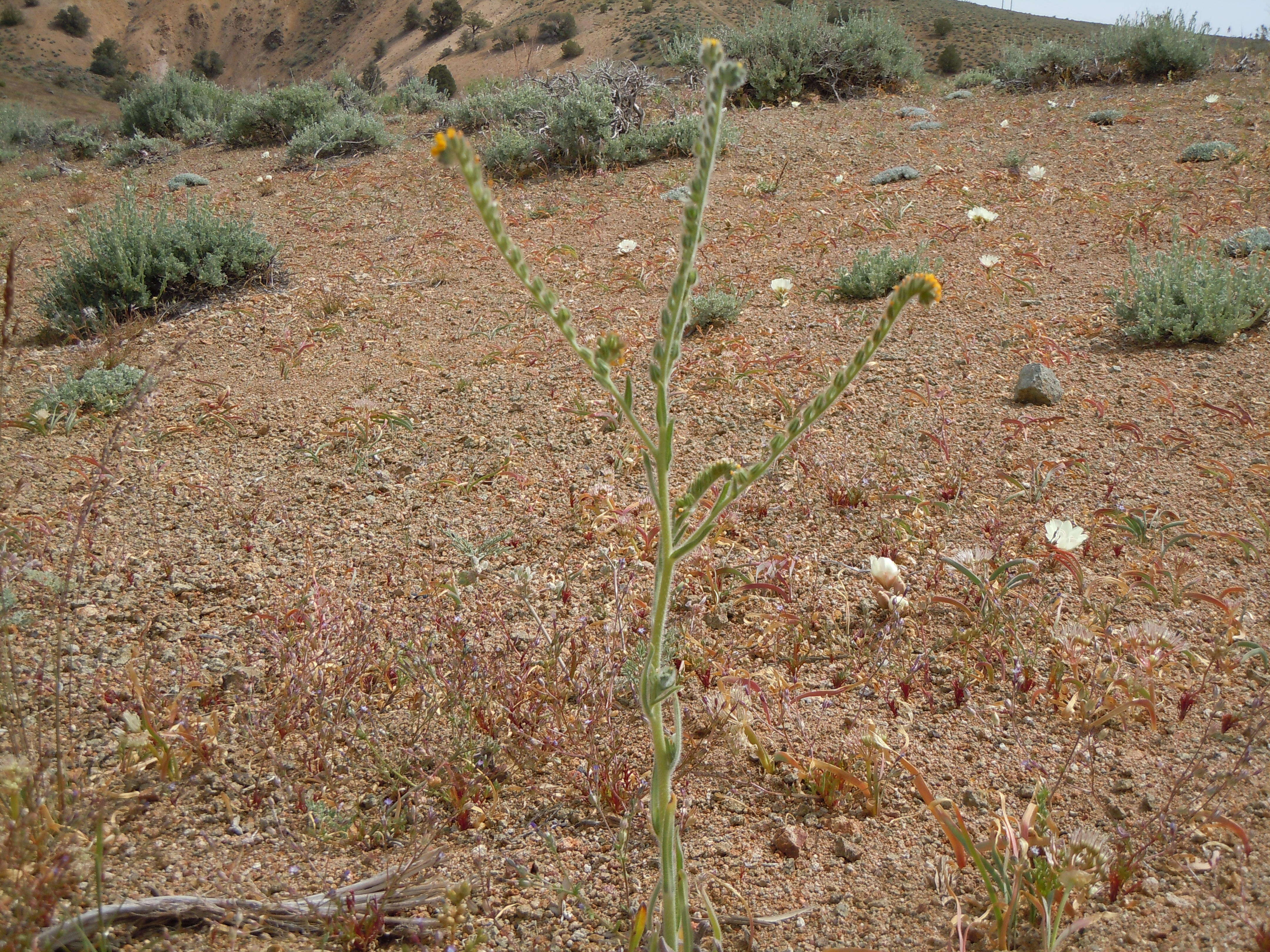 Image of Menzies' fiddleneck