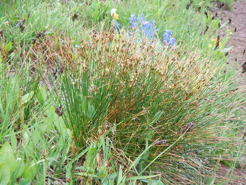 Juncus drummondii E. Mey. resmi