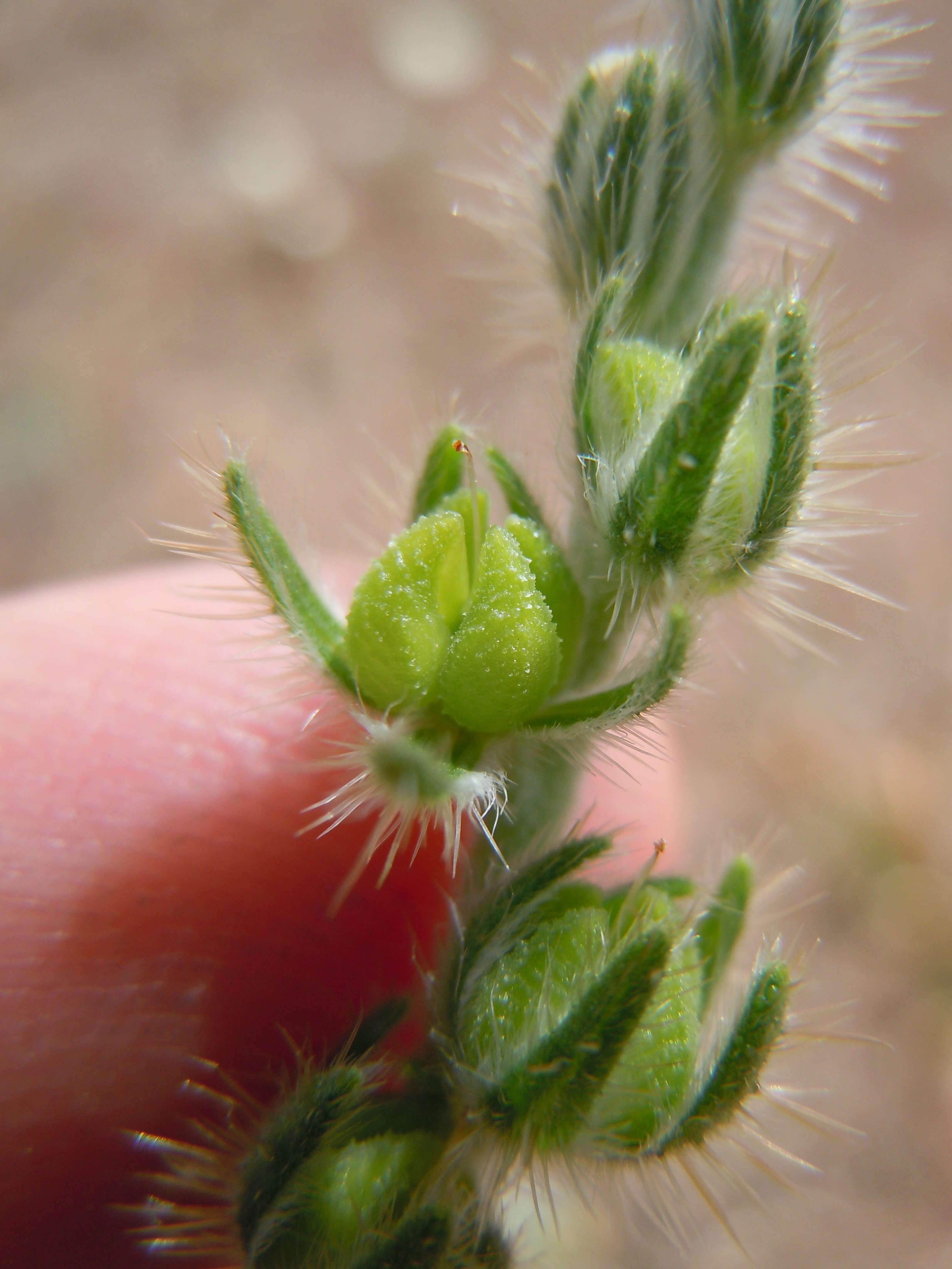 Image of Menzies' fiddleneck