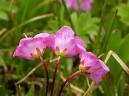 Image of alpine laurel