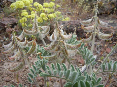 Image of shaggy milkvetch