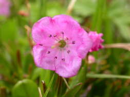 Image of alpine laurel