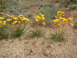 Image of Hooker's balsamroot