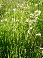 Image of Bladder Campion