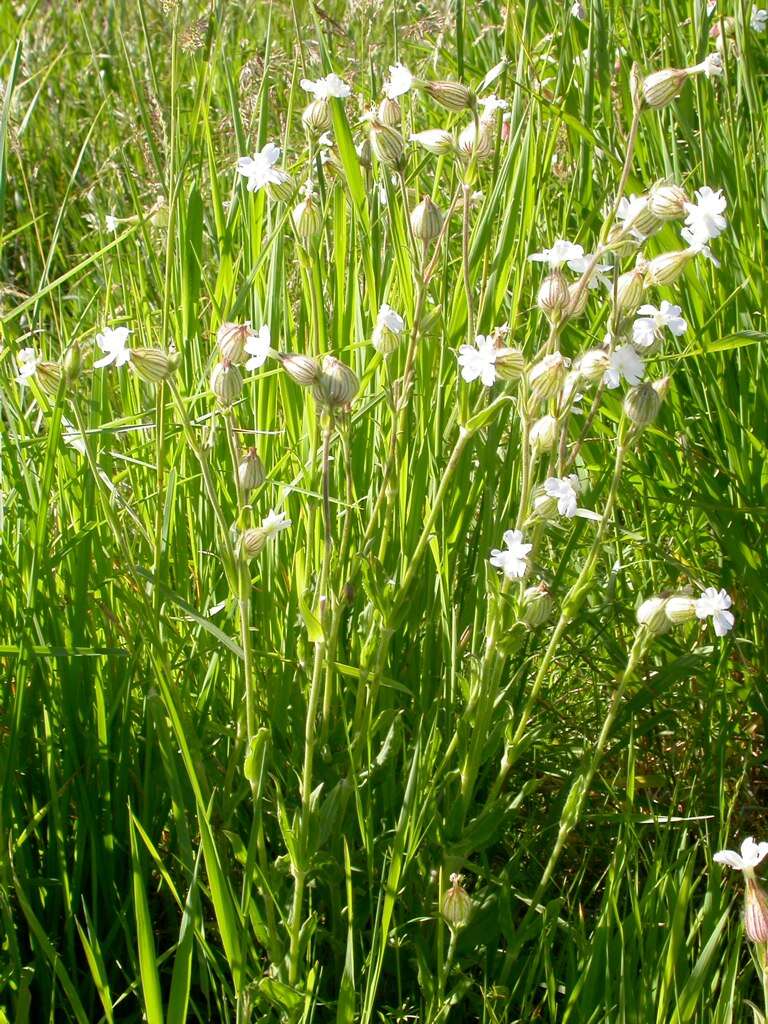 Image of Bladder Campion