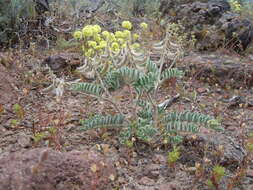 Imagem de Astragalus malacus A. Gray