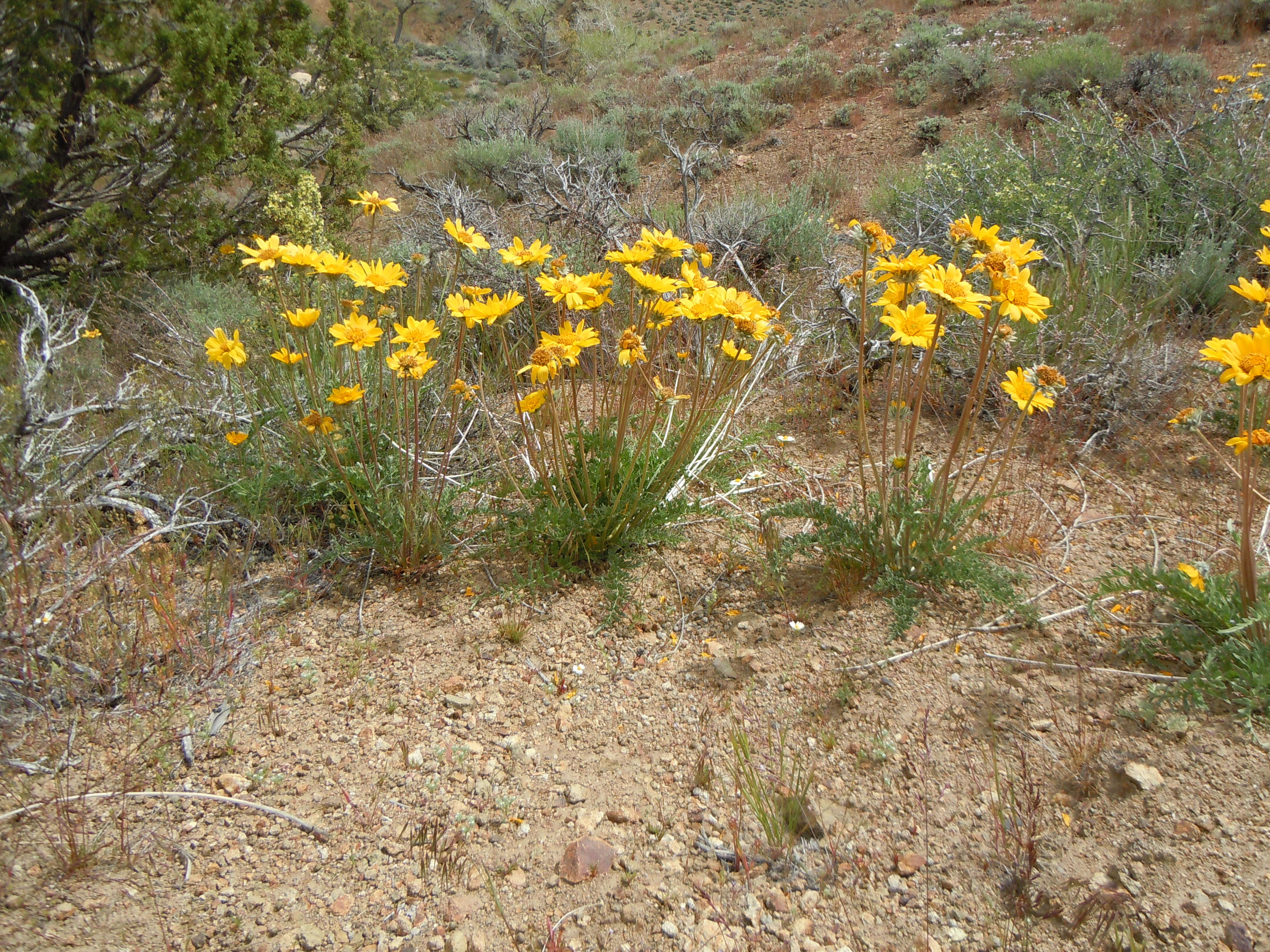 Image of Hooker's balsamroot