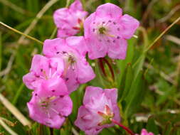 Image of alpine laurel