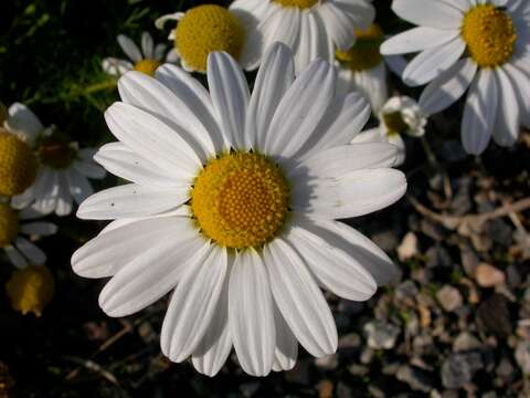 صورة Tripleurospermum maritimum (L.) Koch