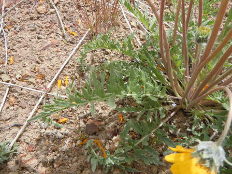 Image of Hooker's balsamroot