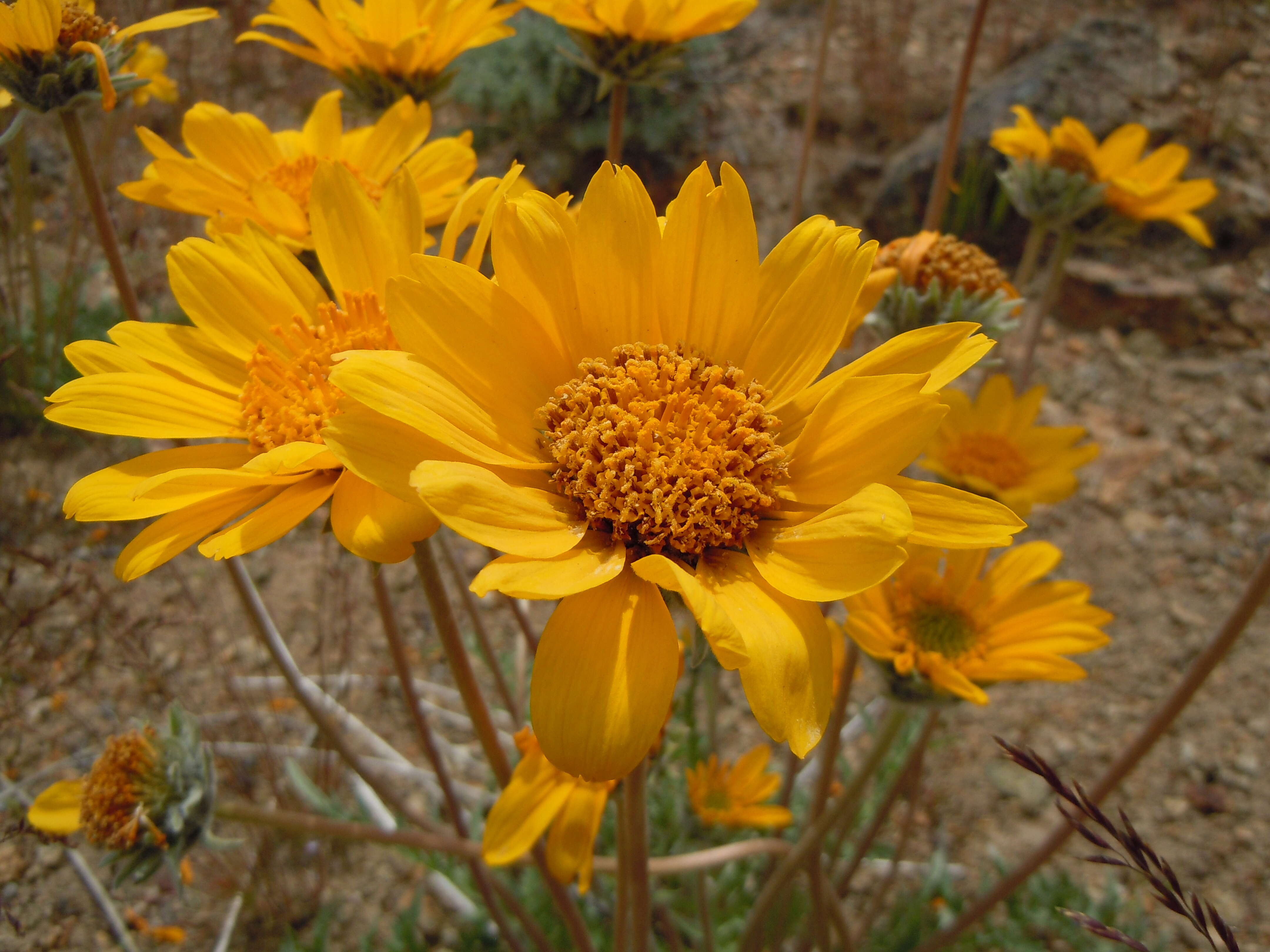 Image of Hooker's balsamroot