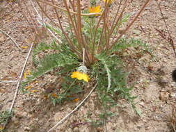 Image of Hooker's balsamroot