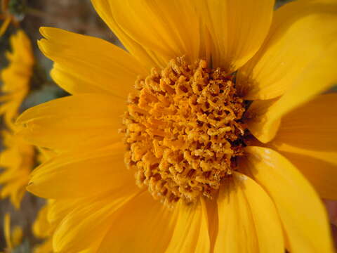 Image of Hooker's balsamroot