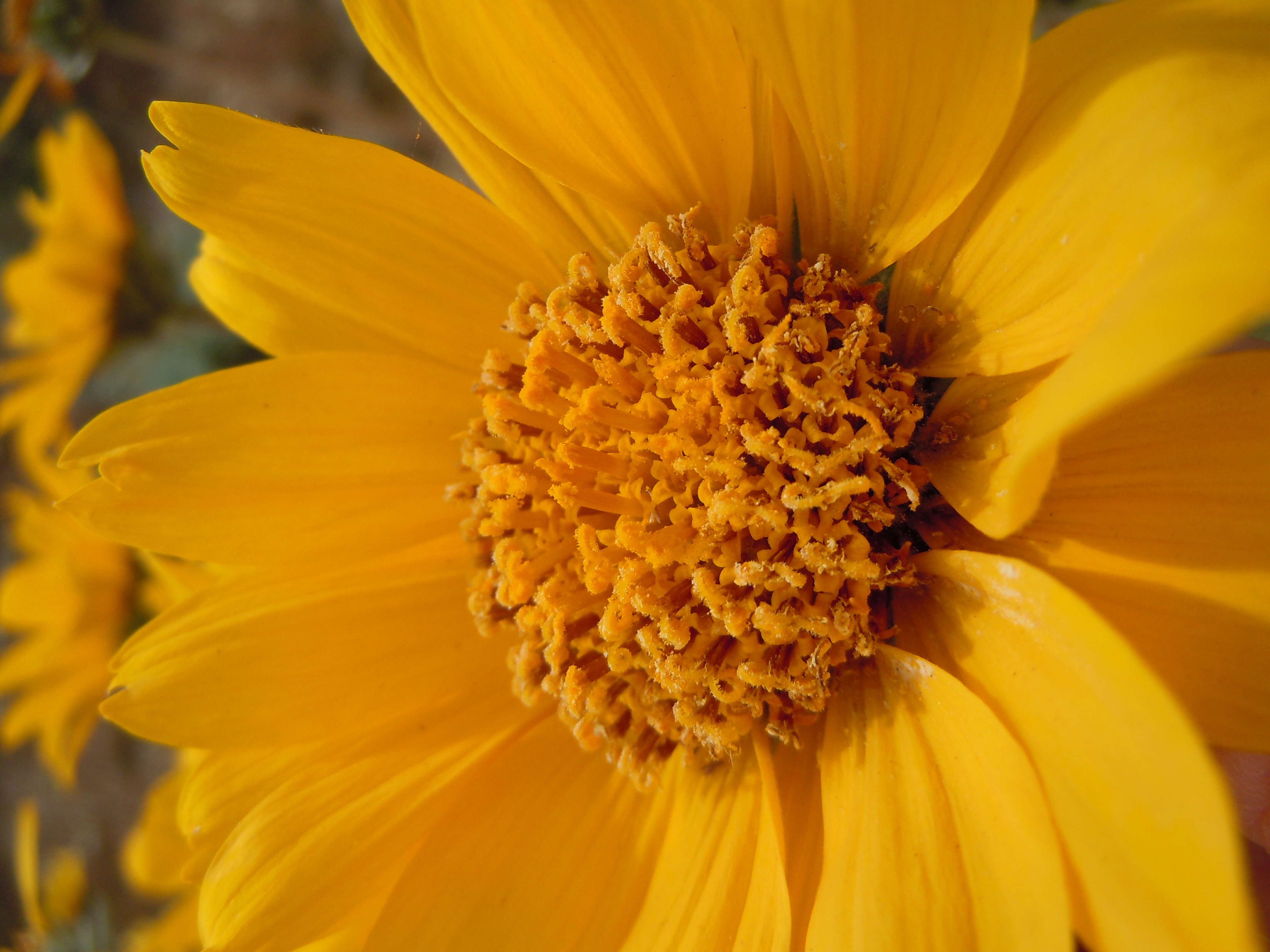 Image of Hooker's balsamroot