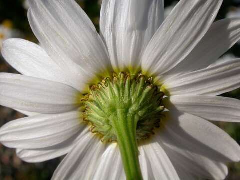 صورة Tripleurospermum maritimum (L.) Koch