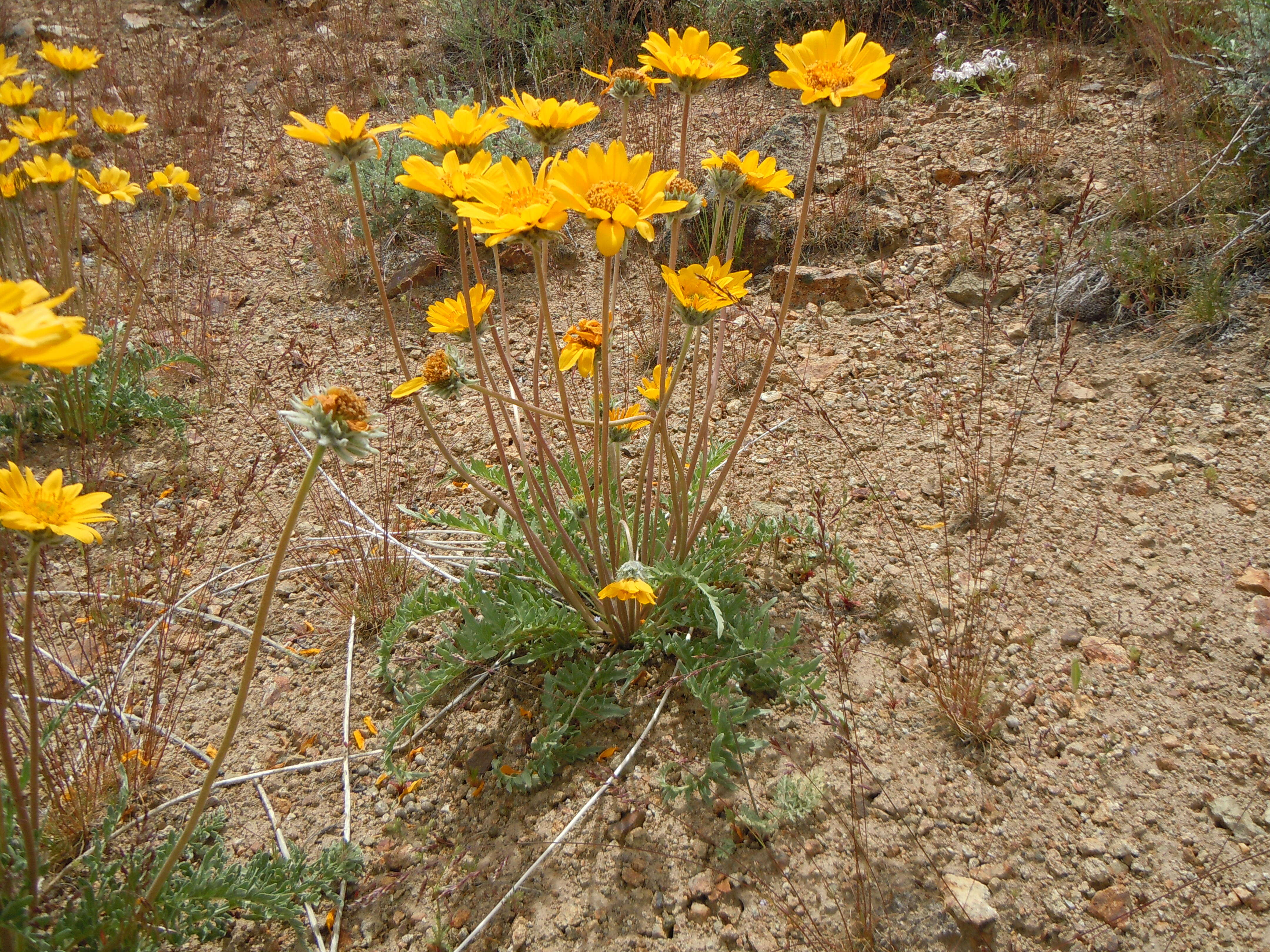 Image of Hooker's balsamroot