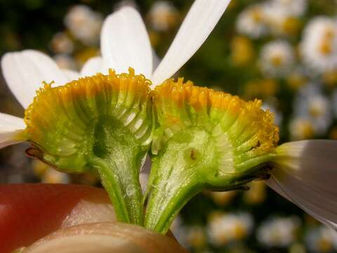 صورة Tripleurospermum maritimum (L.) Koch