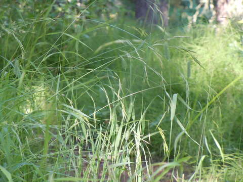 Imagem de Bromus vulgaris (Hook.) Shear