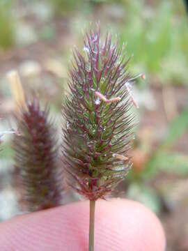 Image of alpine timothy