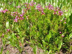 Image of pink mountainheath