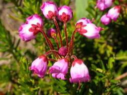 Image of pink mountainheath