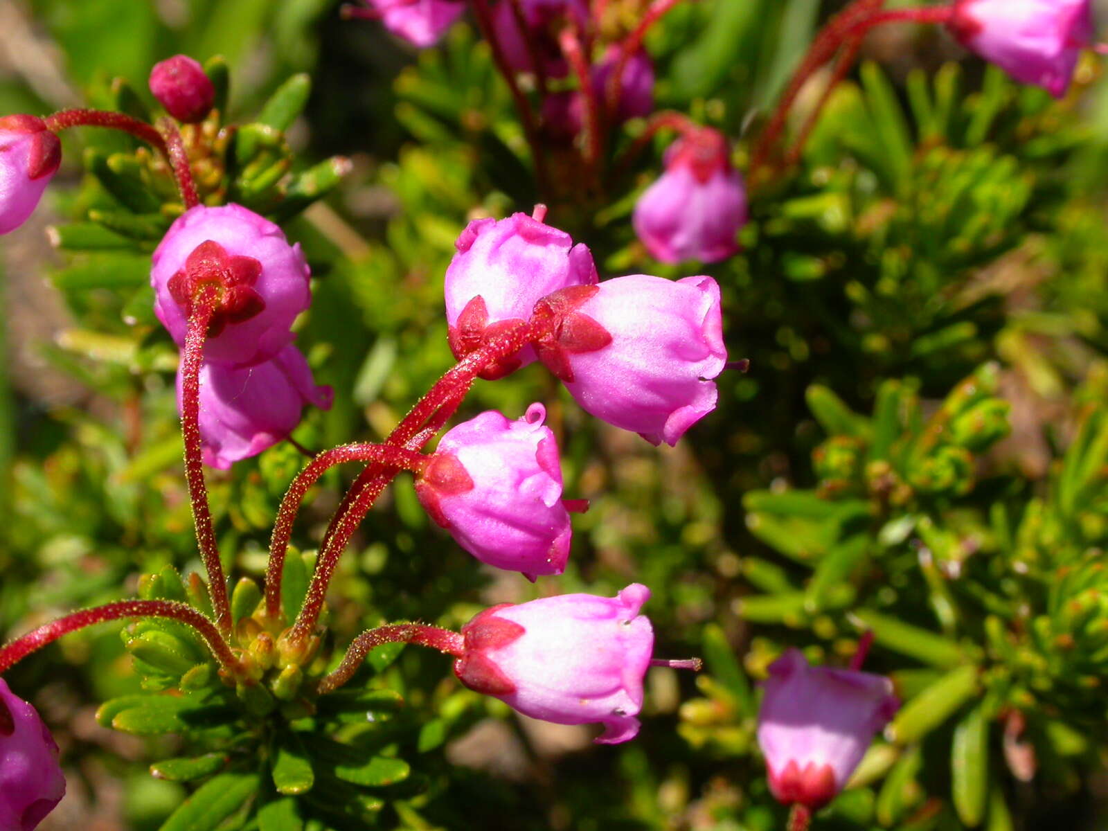 Image of pink mountainheath