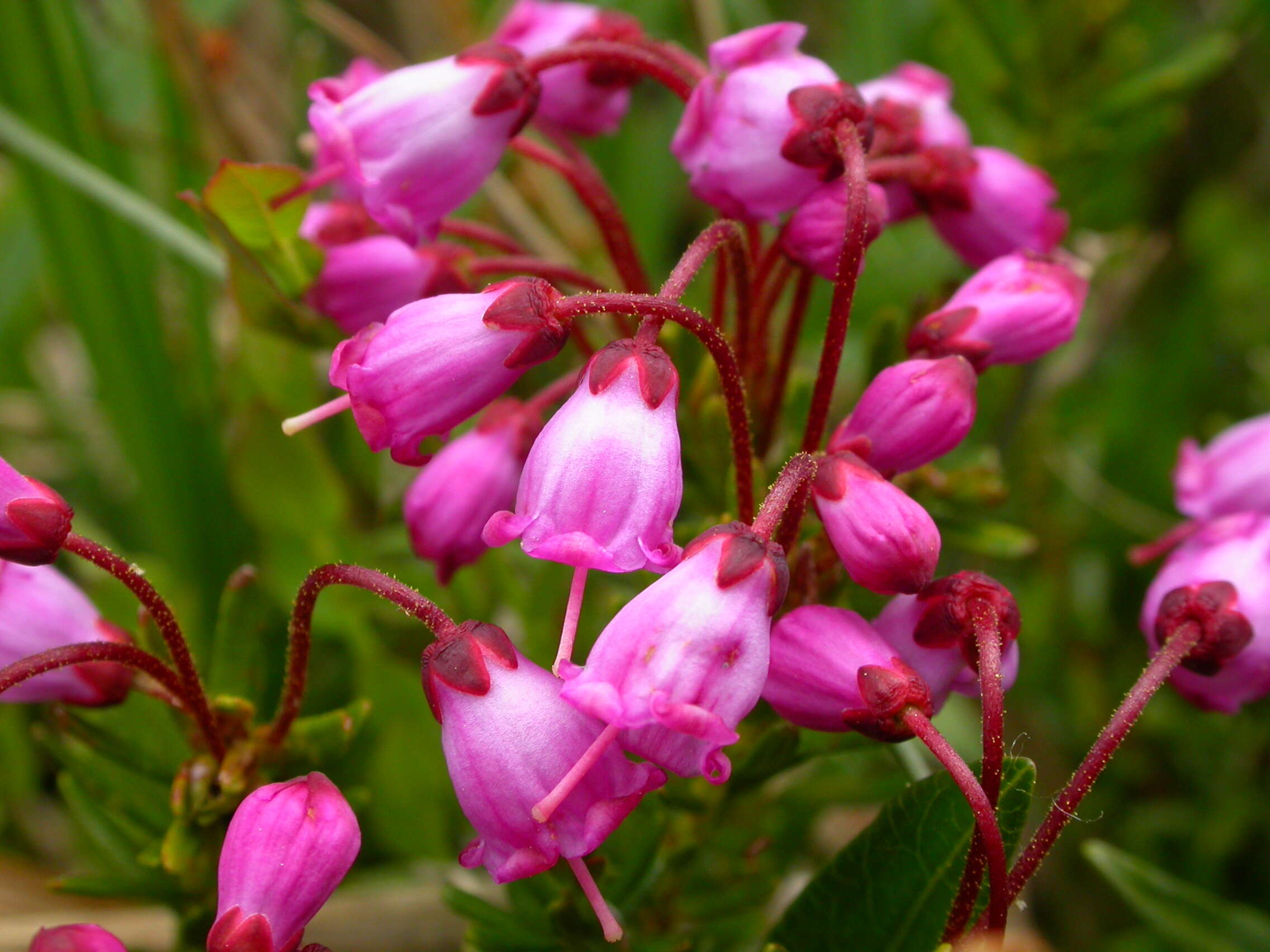 Image of pink mountainheath