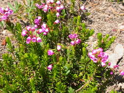 Image of pink mountainheath