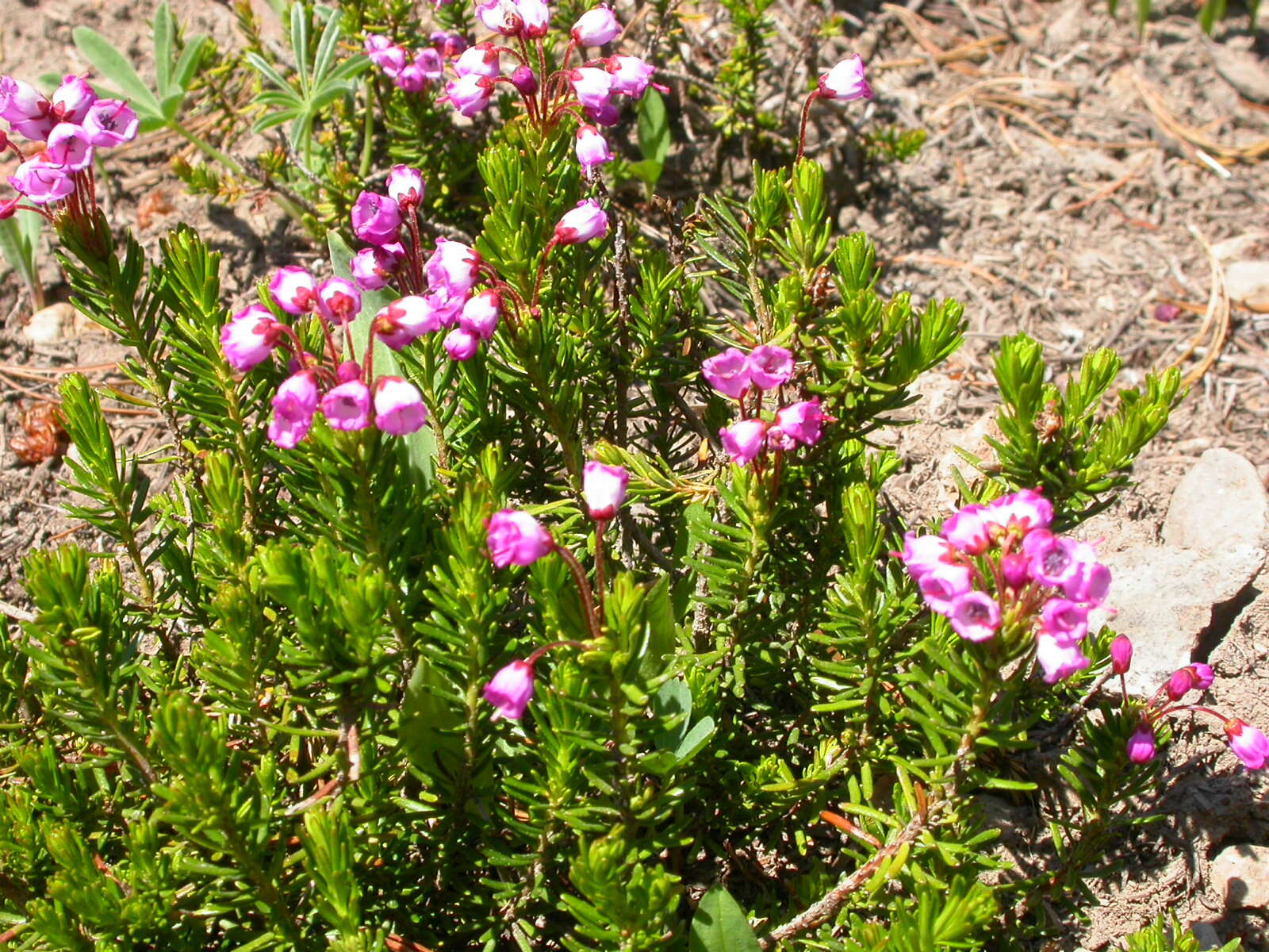 Image of pink mountainheath