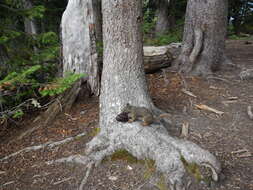 Image of whitebark pine