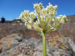 Image of Bolander's yampah