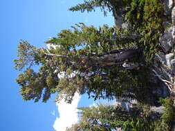 Image of whitebark pine