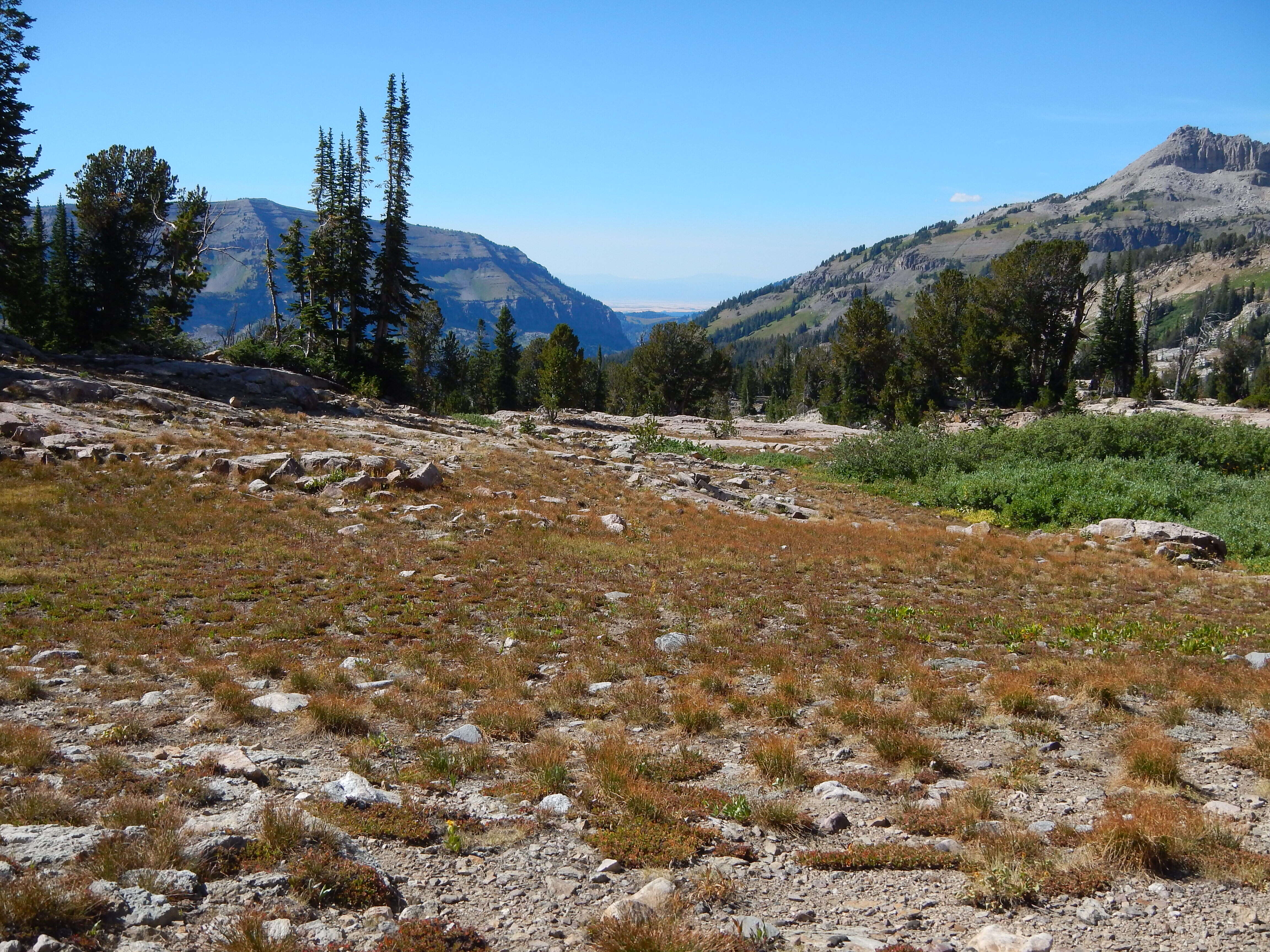 Image of whitebark pine