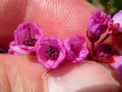 Image of pink mountainheath