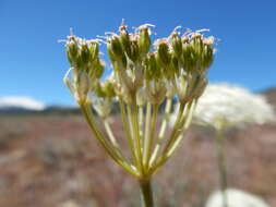 Image of Bolander's yampah