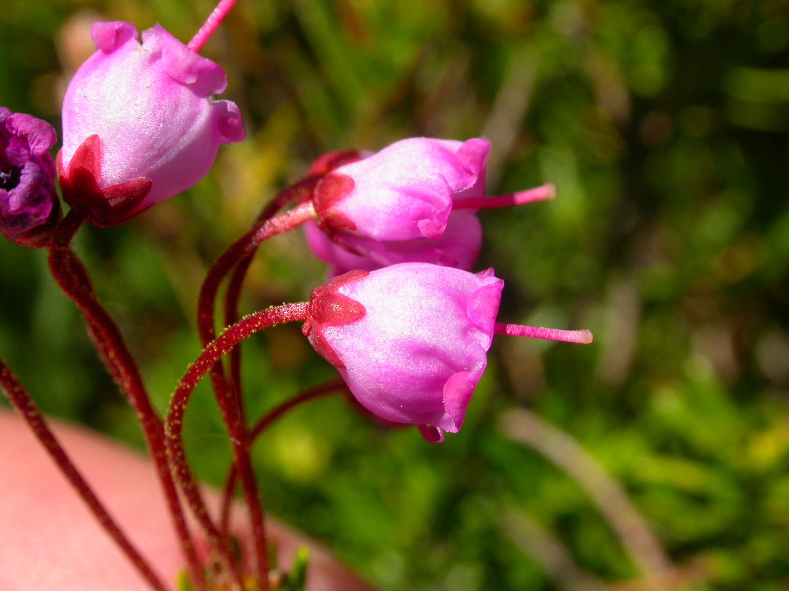 Image of pink mountainheath